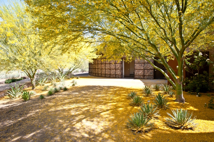 blooming yellow palo verde tree photographed at the xeriscape garden at chaparral park in scottsdale, arizona
