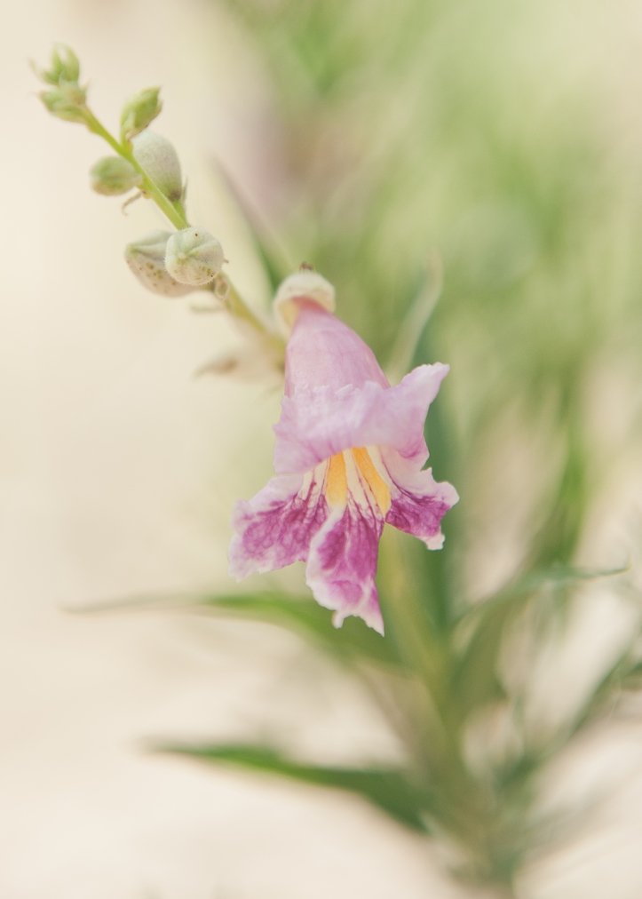 flower of the desert willow tree, photographed at the xeriscape garden at chaparral park in scottsdale, arizona